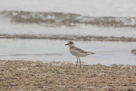 Lesser Sand Plover. Charadrius mongolus.の写真素材