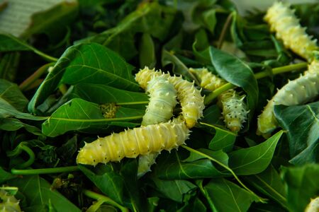 Close up Silkworm eating mulberry green leafの写真素材