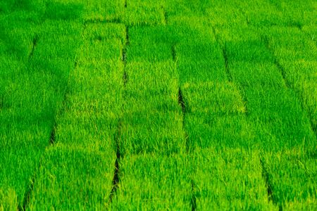 green grass. natural background texture.artificial Grass greenの写真素材