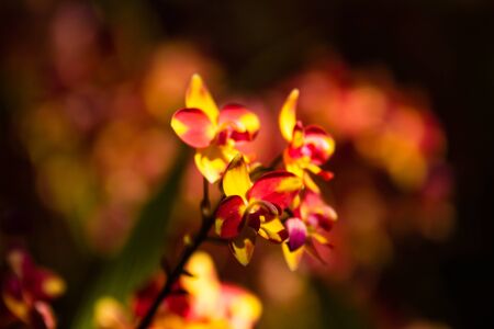 Close-up of beautiful orchid