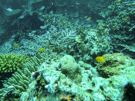 vibrant hard and soft corals on a tropical reef