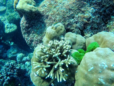 vibrant hard and soft corals on a tropical reef