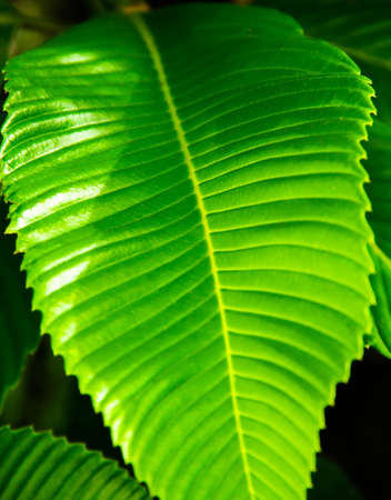 Green leaf macro, for backgrounds or textures