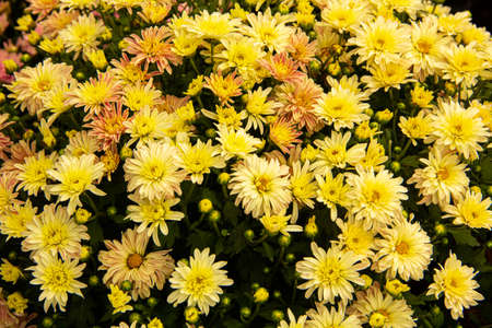 Beautiful flowers background for wedding sceneの写真素材