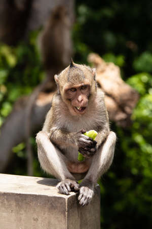 Portrait of monkey in the wild
