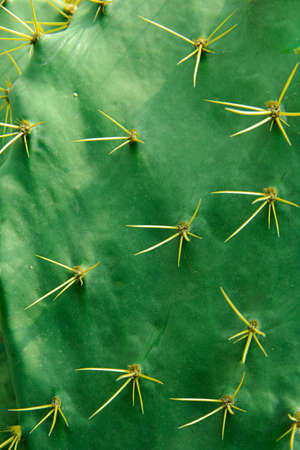 Photo Picture of a Tropical Cactus Texture Background