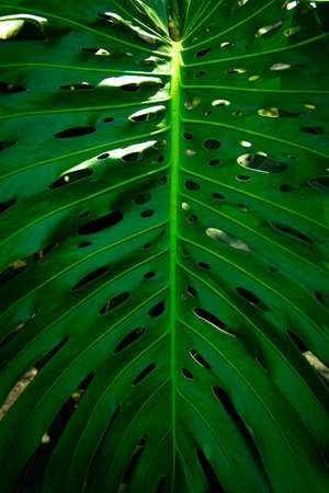 Green leaves of Monstera philodendron plant growing in wild, the tropical forest plant