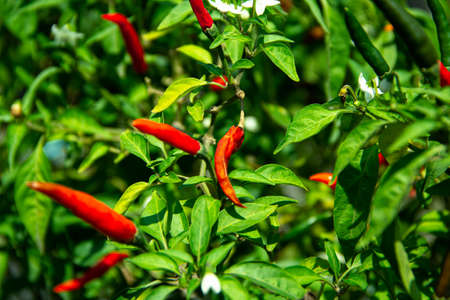Fresh hot chili pepper on tree,plant chili pepperの写真素材