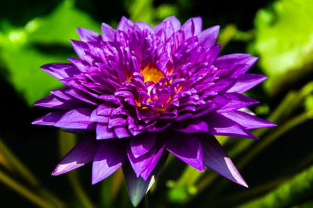 pink water lily lotus flower and leavesの写真素材