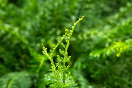 great green bush of fern in the forestの写真素材