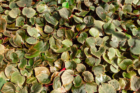 The leaves of the begonia, begonia background.の写真素材