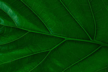 close up green leaf texture for wallpaper backgroundの写真素材