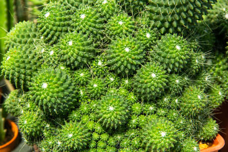 Closeup photo of green exotic cactusesの写真素材