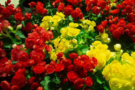 Beautiful Colorful begonia flowers plant decorated in gardenの写真素材