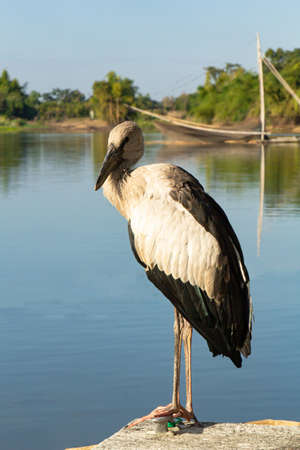 Asian openbill stork or Anastomus oscitans portrait on a rock perch in blue water backgroundの写真素材