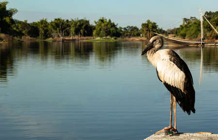 Asian openbill stork or Anastomus oscitans portrait on a rock perch in blue water backgroundの写真素材