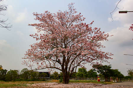 Beautiful cherry blossom sakura flowers like trumpet, rosea and tabebuia on blue sky backgroundの写真素材