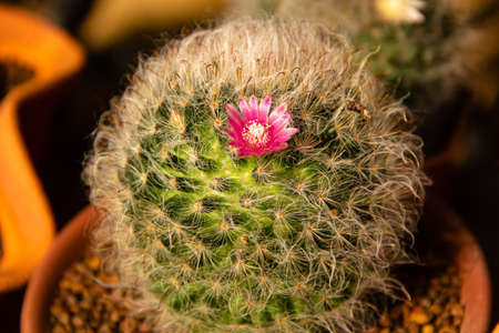 close up thorny cactus in gardenの写真素材