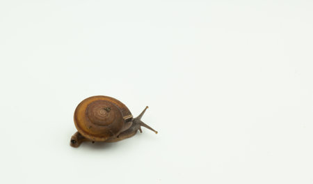 Brown snail on white isolated backgroundの写真素材