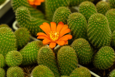Yellow orange flower with cactus flower in bloomの写真素材