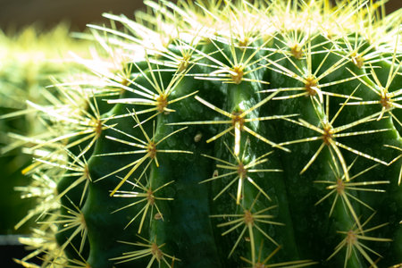 Close up of cactus texture background