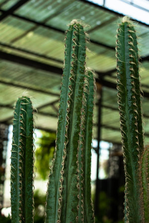 The Cactus plant, desert plant in the gardenの写真素材