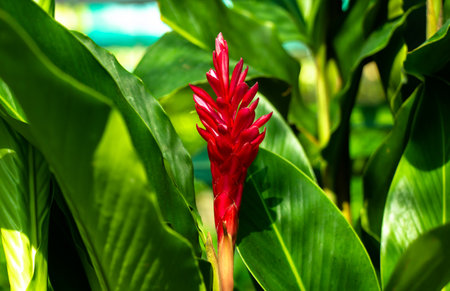 beautiful red Galangal flowers in the gardenの写真素材