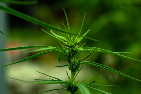 Cannabis commercial grow. It is a medicinal plant and is addictive. Concept of herbal alternative...