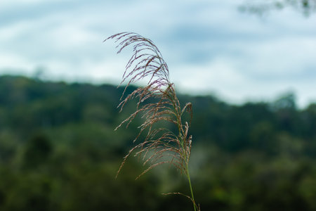 close up grass flower in the grass field