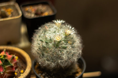 Collection beautiful prickly cactus in the greenhouseの写真素材