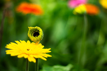 Beautiful yellow gerbera flower close up. Floral backgroundの写真素材