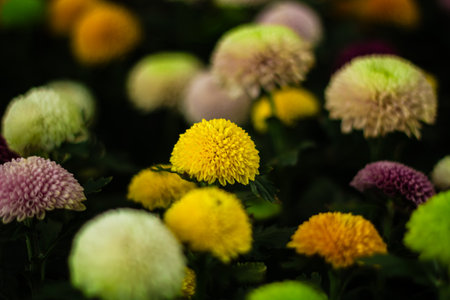 beautiful Chrysanthemum flower blooming in the gardenの写真素材