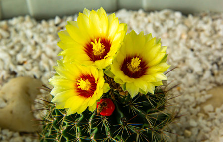 Collection beautiful prickly cactus in the greenhouseの写真素材