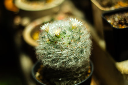 Collection beautiful prickly cactus in the greenhouseの写真素材