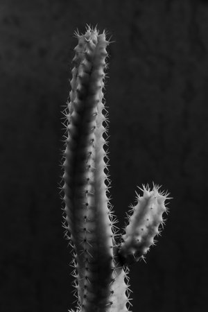 Cute cactus isolated on white. Close up minimalist photo of a cactus.の写真素材