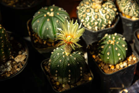 Small potted cactus in flower marketの写真素材