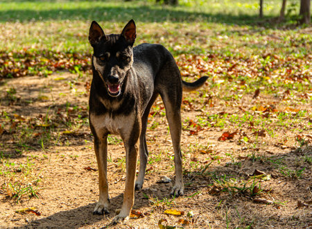 close up black dogの写真素材