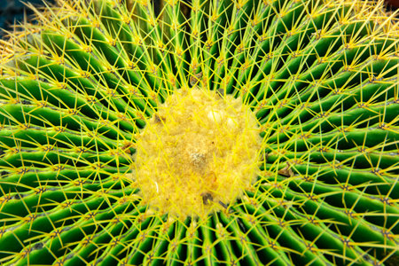 Macro closeup of small cactus for nature background