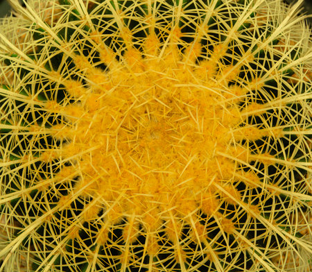 Cactus, top view the background. close up