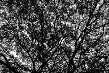 details of green leaf and branch tree foliage backgroundの写真素材