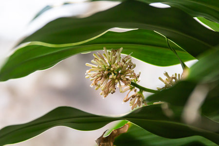 closeup tropical flower in gardenの写真素材