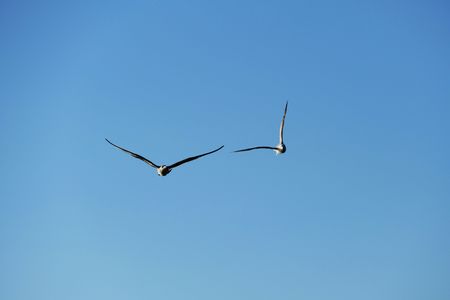 wildlife seagullの写真素材