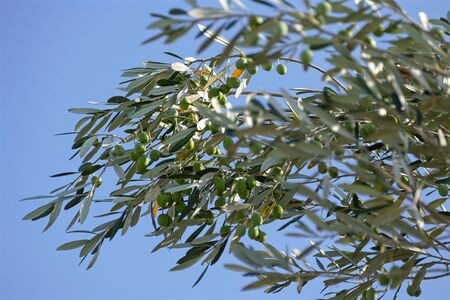 olive branchの写真素材