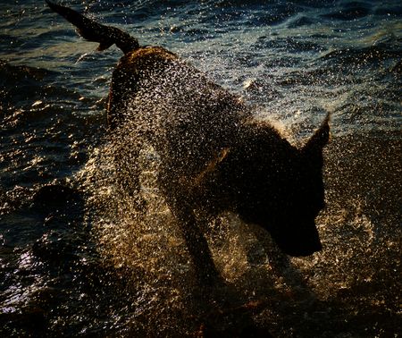 brown labrador retrieverの写真素材