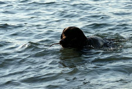 swimming dog
