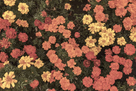 Floral pattern from marigold flowers. View from above. Tinted imageの写真素材