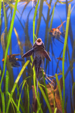 Ancistrus aquarium fish among algae, mouth sucked to the glassの写真素材