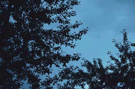 Branches of deciduous trees against the evening cloudy sky. Background in warm blue tonesの写真素材