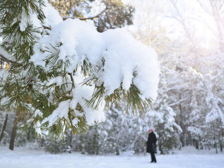 Snow-covered pine branches on the background of a winter forest. Blurred female silhouette in the...