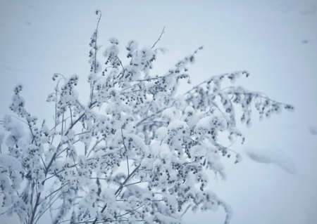 Snow-covered bush after the first snowfall close-up.